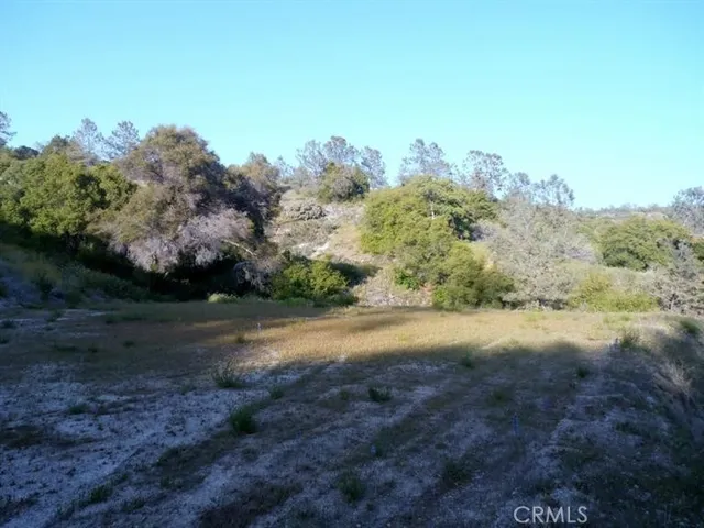 a view of a lush green forest