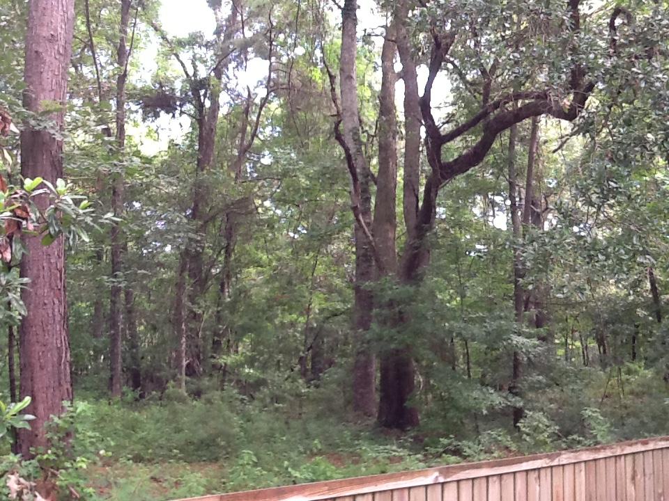3032 State Rd S-10-1156 Johns Island, SC 29455 - Photo 16 of 18 plowground rd additional acreage