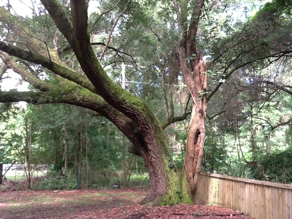 3032 State Rd S-10-1156 Johns Island, SC 29455 - Photo 17 of 18 plowground rd oak 2