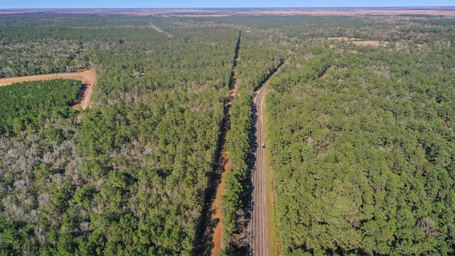 a view of a forest with trees in the background
