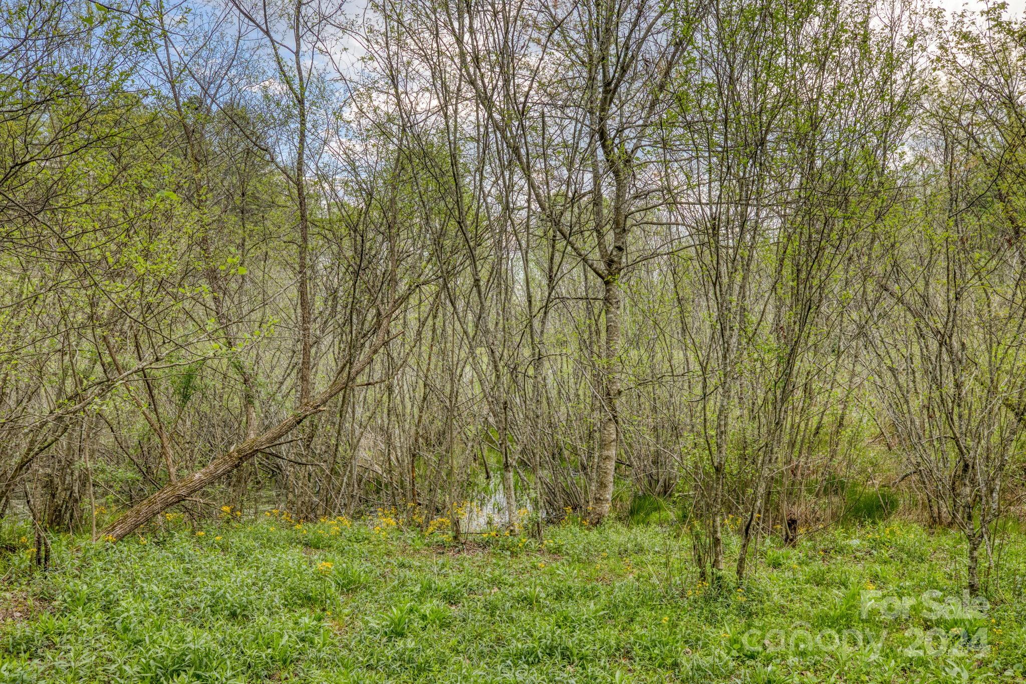 319 Forest Lake Road Brevard, NC 28712 - Photo 8 of 29 Gallery Image 8