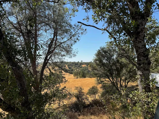 a view of a trees in a yard