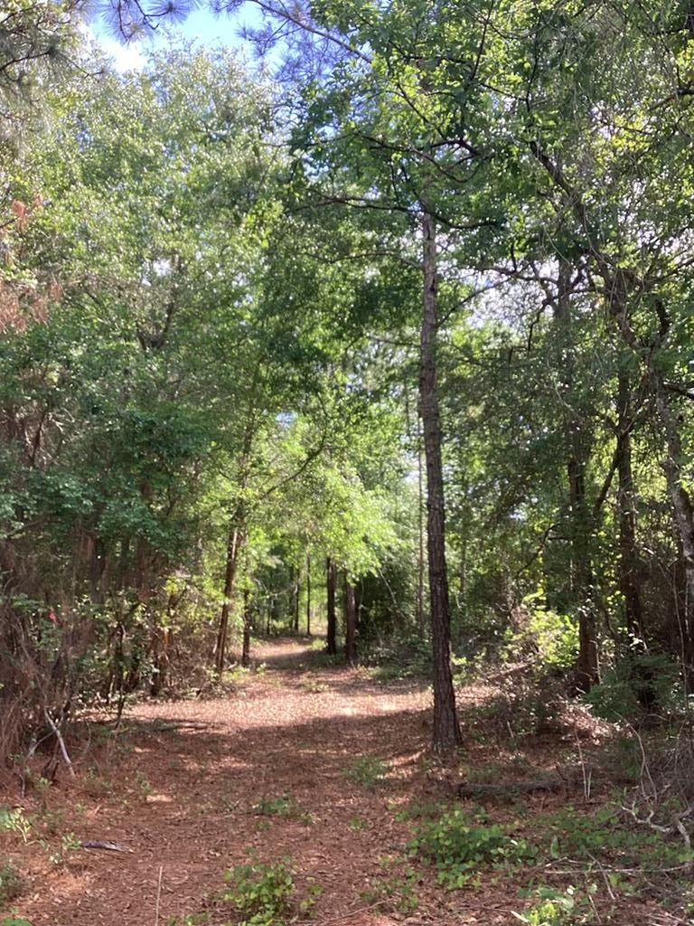 291 Young Road Box Springs, GA 31801 - Photo 9 of 22 a view of a forest with trees