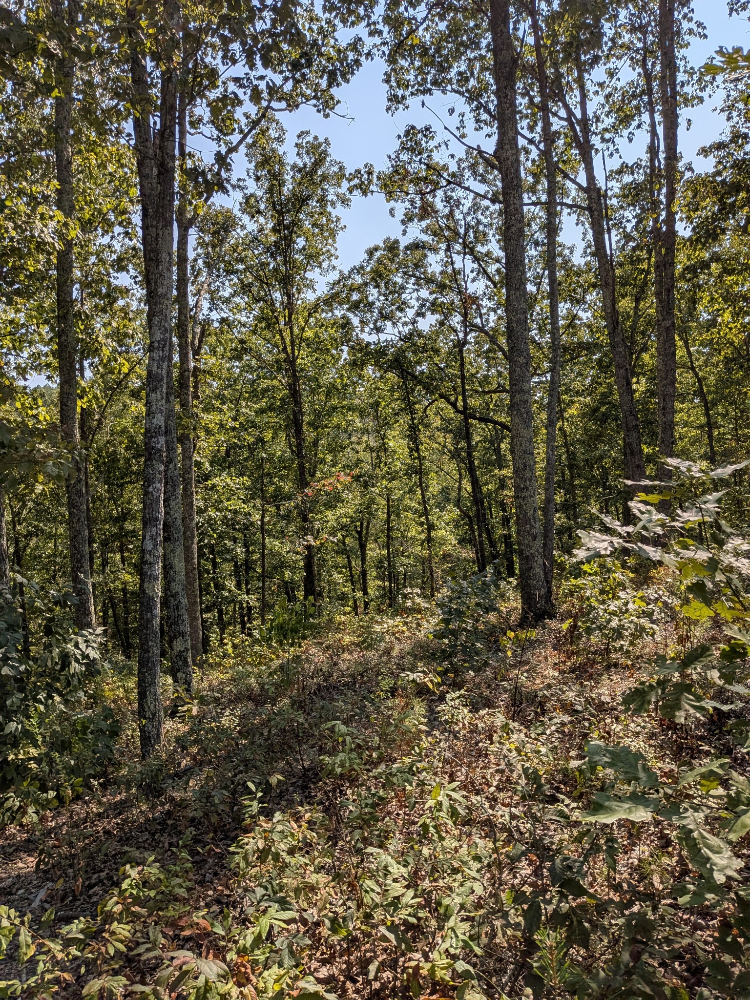 0 Richland Harbor Road Waverly, TN 37185 - Photo 3 of 4 a view of a forest with trees