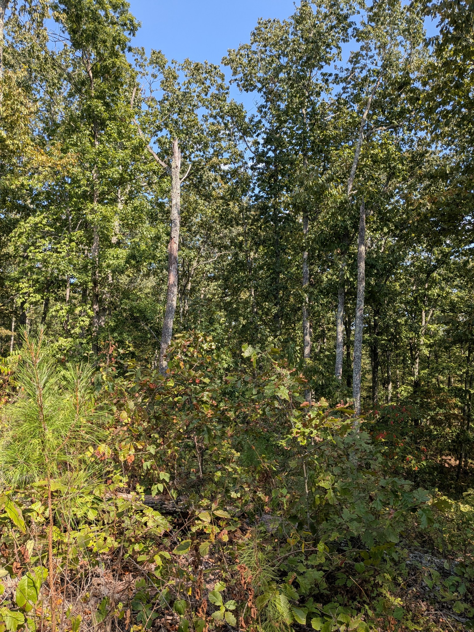 0 Richland Harbor Road Waverly, TN 37185 - Photo 4 of 4 a close up of a tree