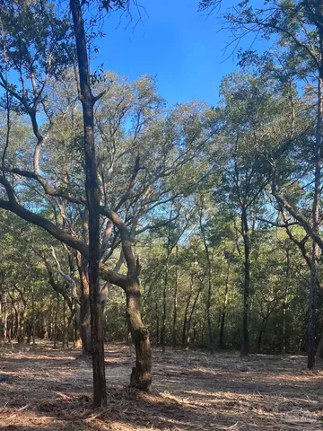 a view of a yard with a tree