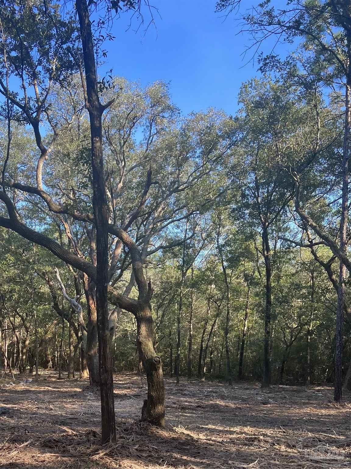 a view of a yard with a tree