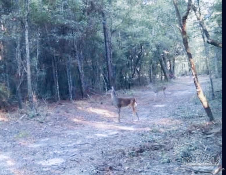 9499 Cornfield Way Milton, FL 32583 - Photo 4 of 4 a view of a backyard with trees