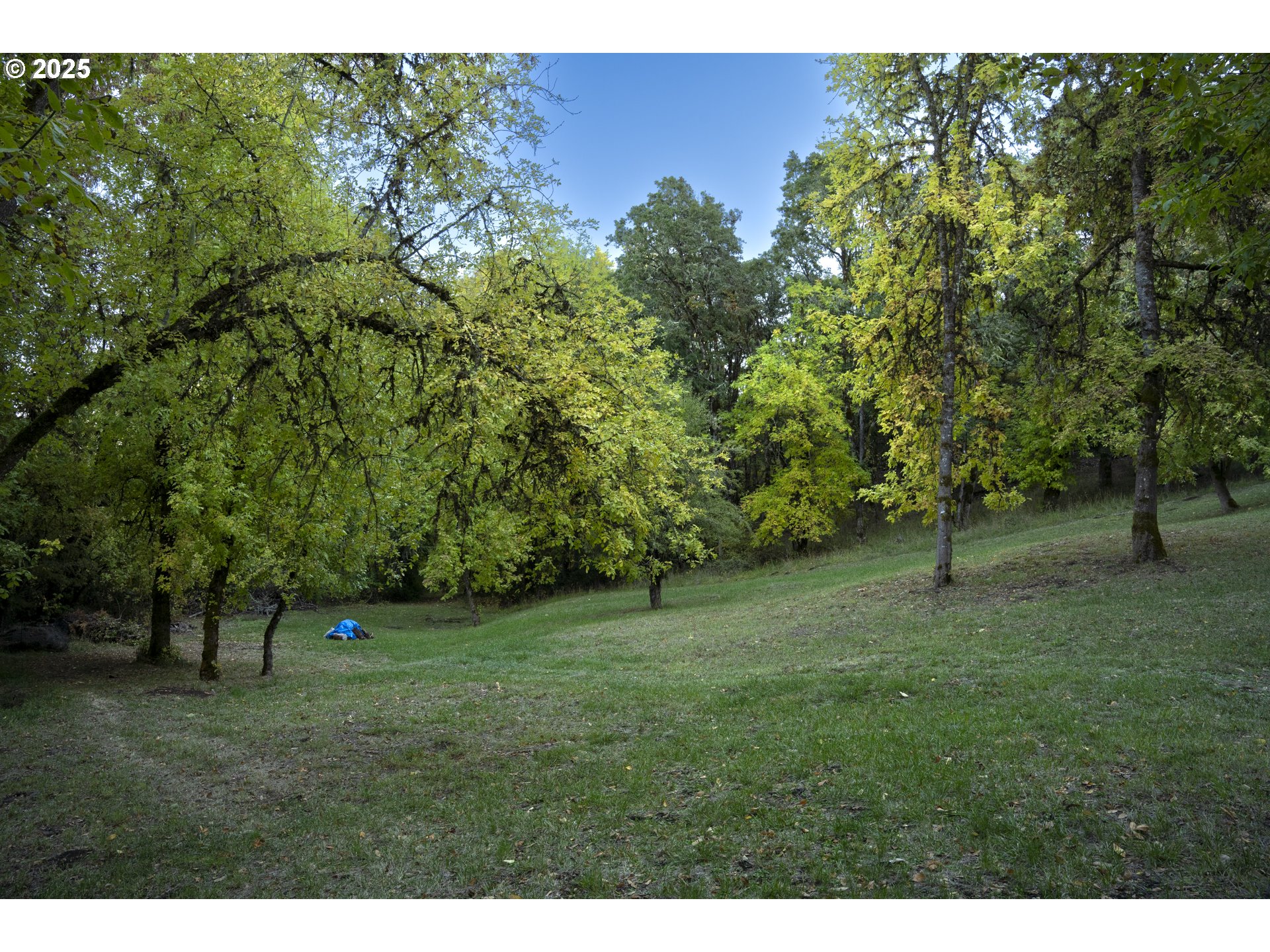 1645 Brozio Road Roseburg, OR 97471 - Photo 35 of 48 a view of a trees in a yard