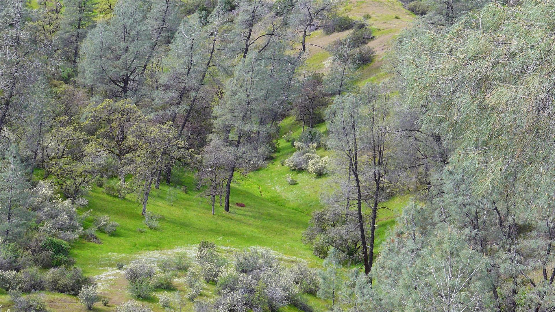 Lot 147 Wild Turkey Road Igo, CA 96047 - Photo 16 of 30 a big yard with lots of green space and trees
