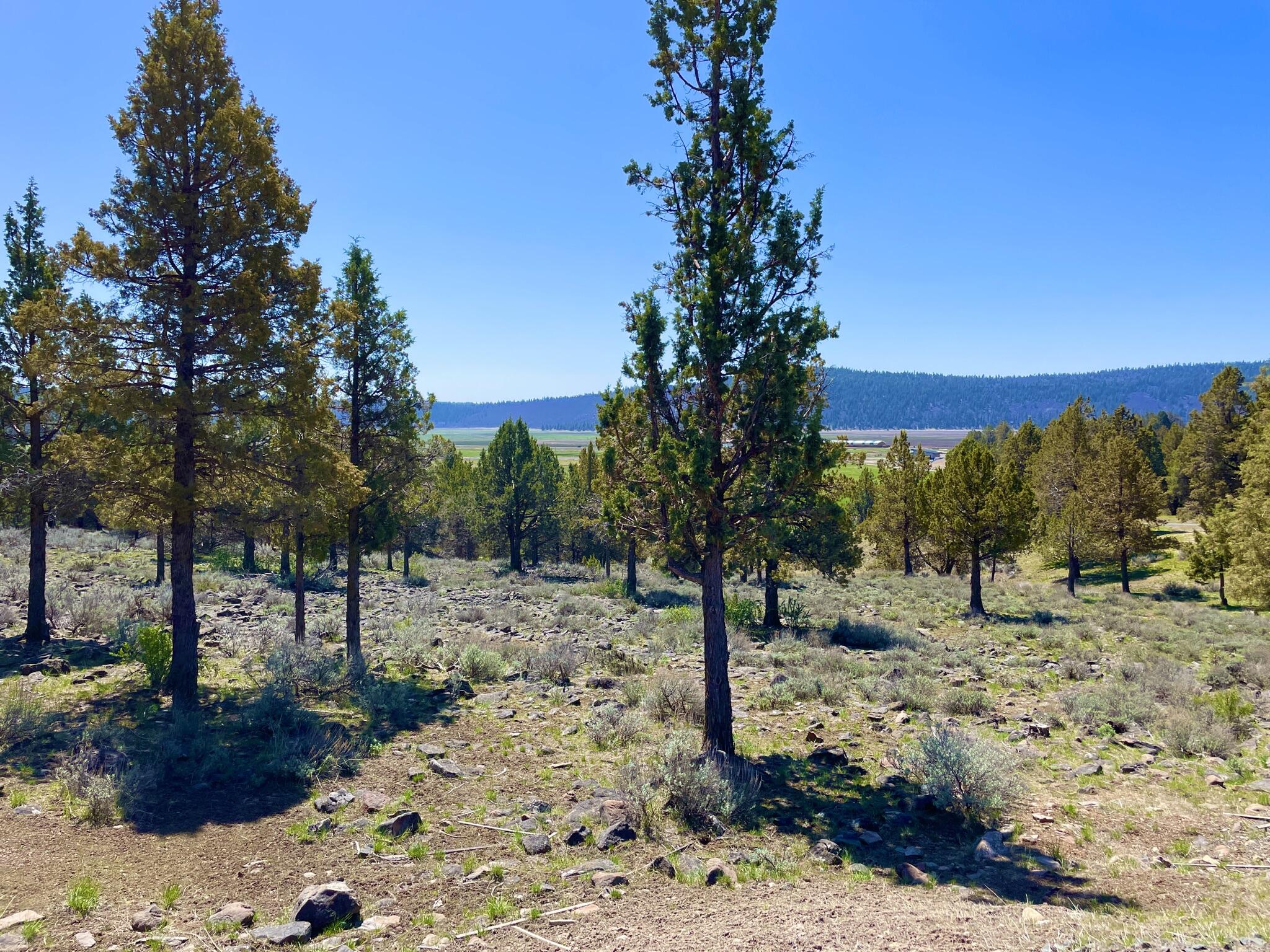 Lot 1168 Parula Road Klamath Falls, OR 97601 - Photo 5 of 6 5