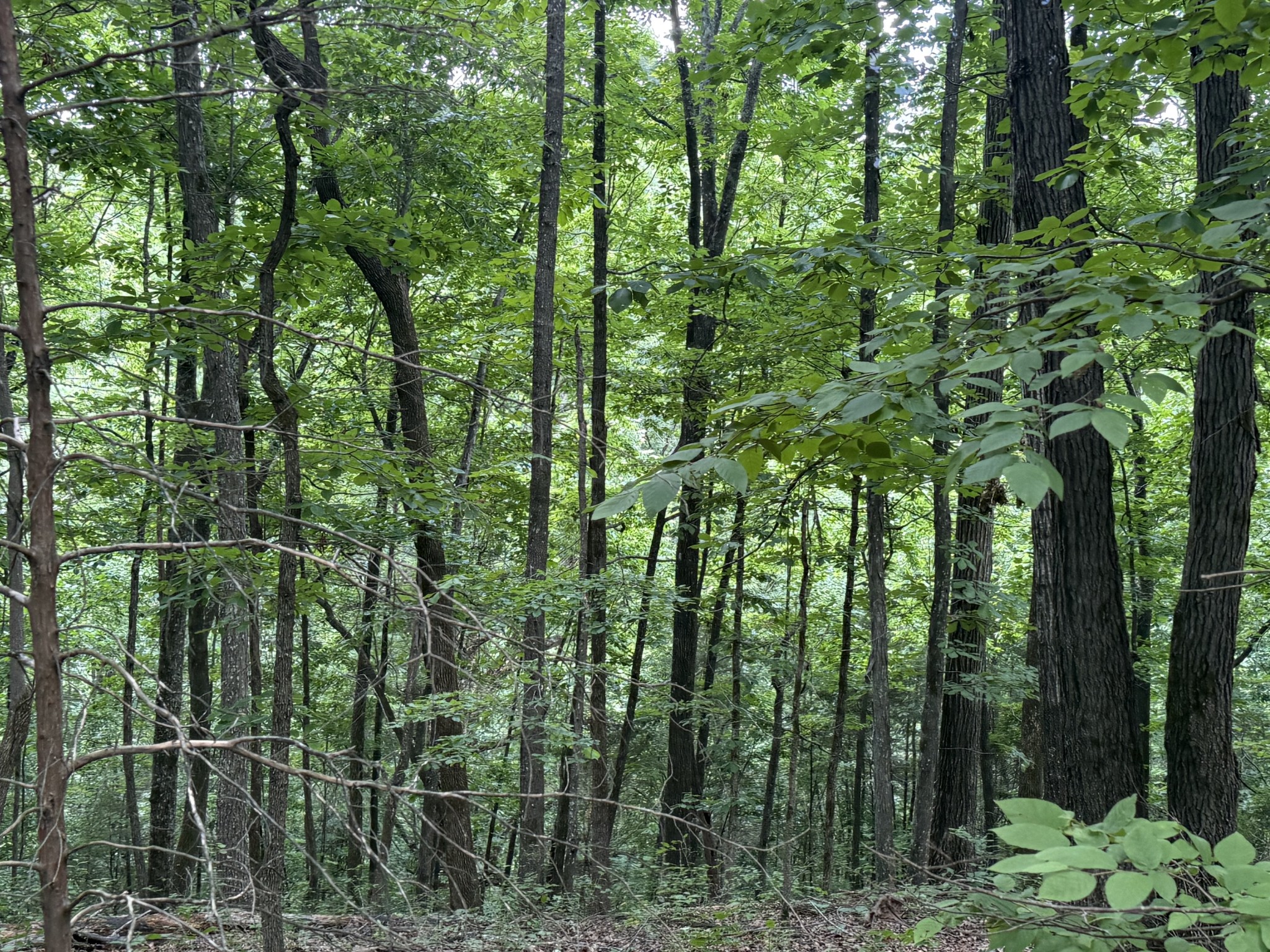 0 Jack Holt Road Prospect, TN 38477 - Photo 6 of 9