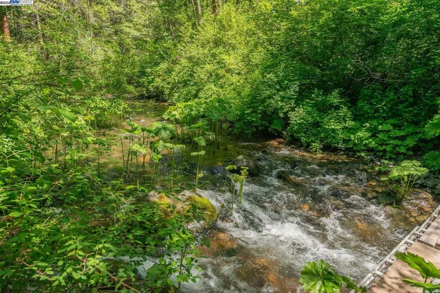 a view of a forest with a tree