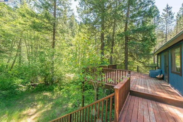 a view of a forest with a tree