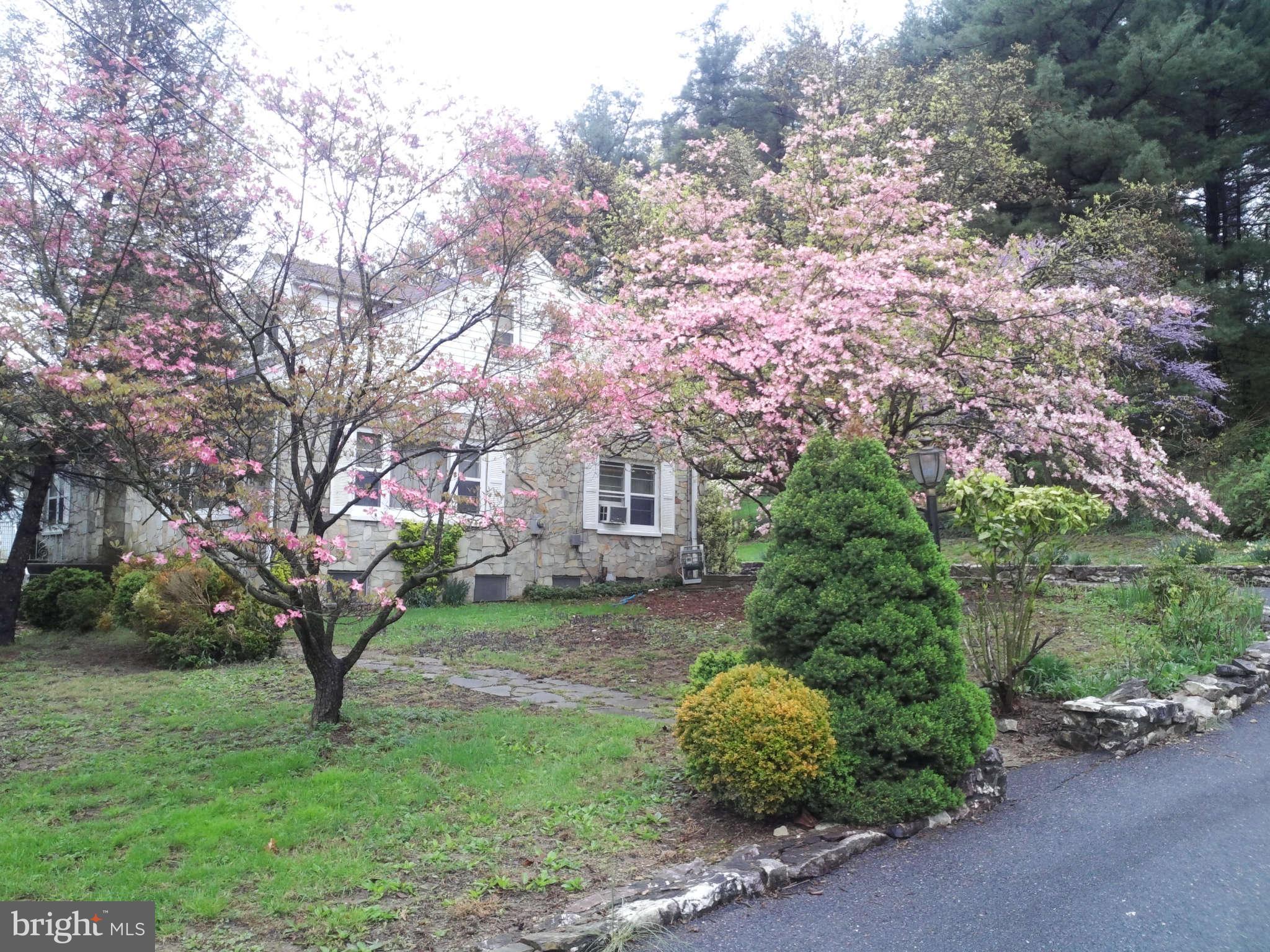 9217 Baltimore Road Frederick, MD 21704 - Photo 26 of 26 dogwood tree in bloom