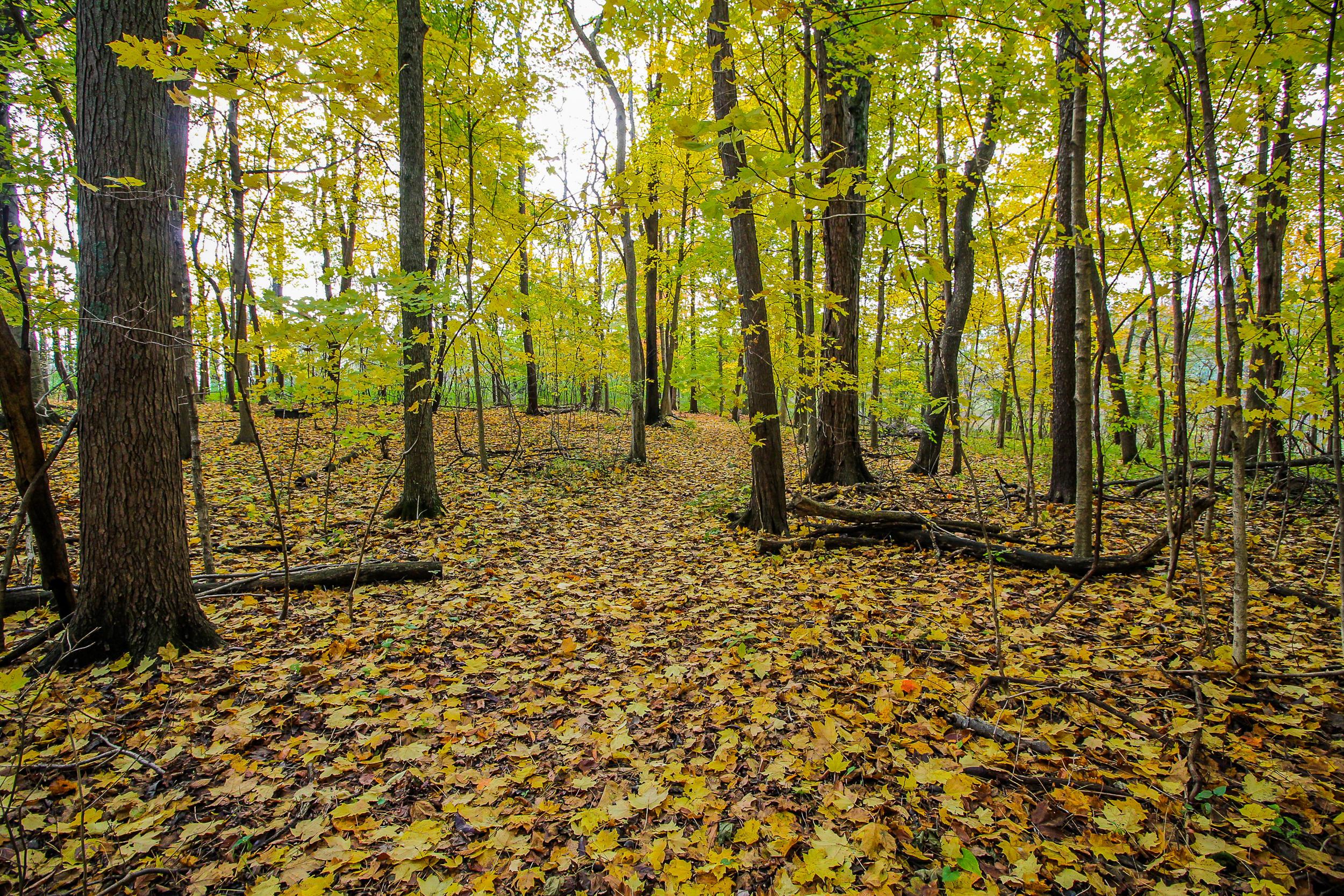 8853 Emahiser Road Caledonia, OH 43314 - Photo 33 of 48 Gallery Image 33