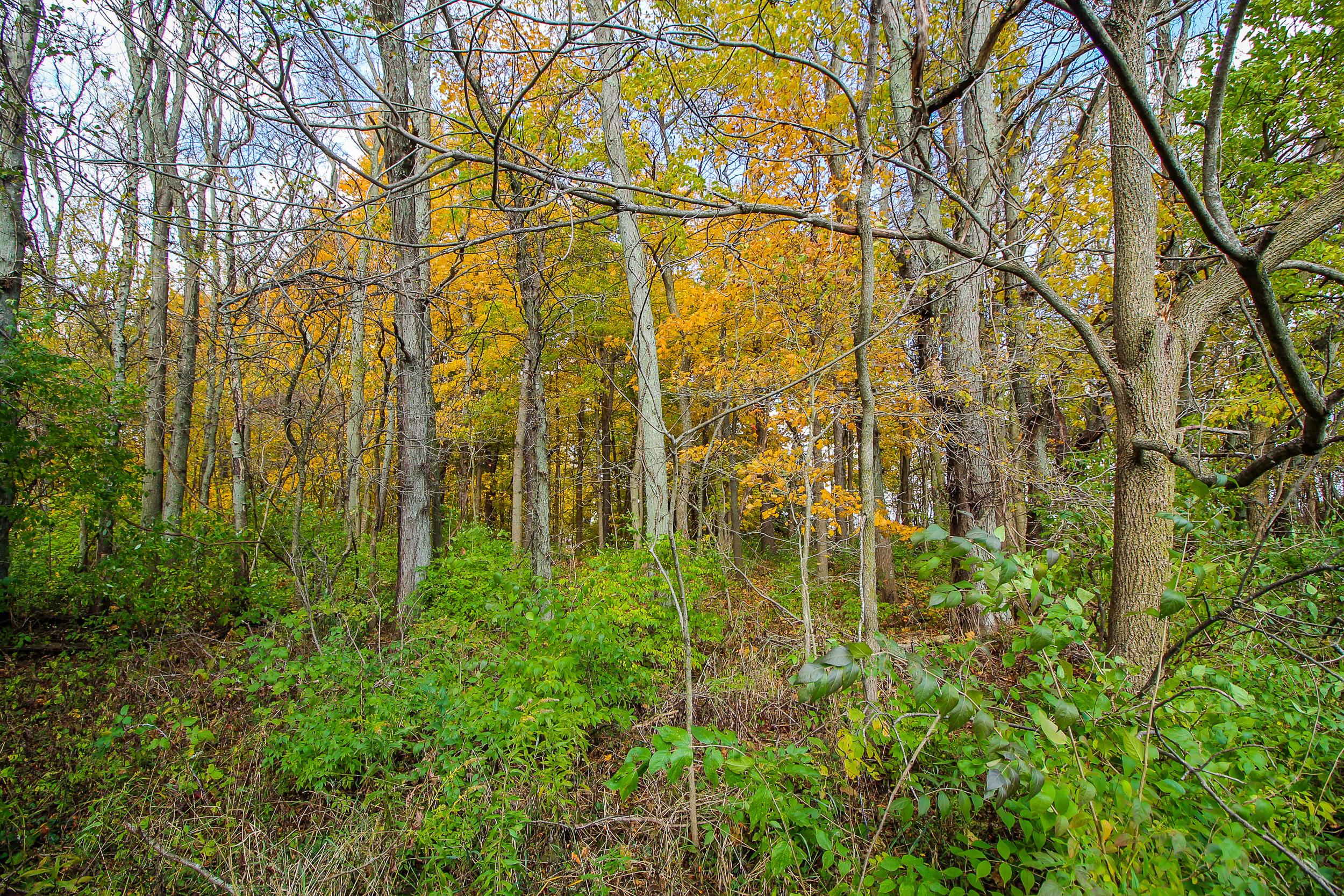8853 Emahiser Road Caledonia, OH 43314 - Photo 40 of 48 Gallery Image 40