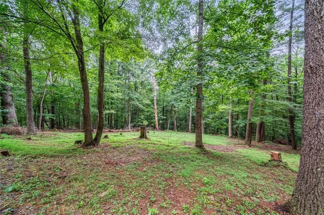 a view of a tree in a park