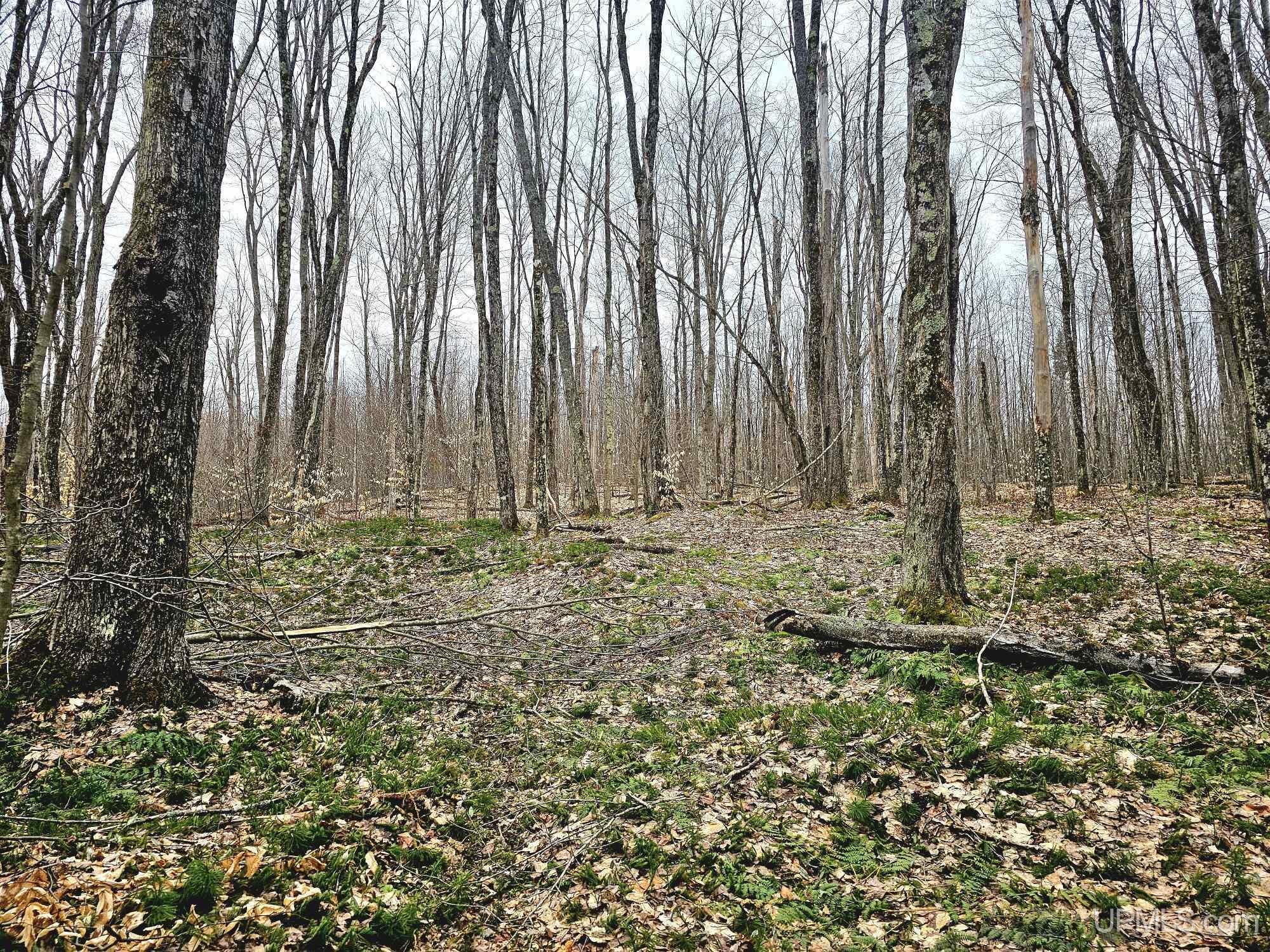 23 Camp 23 Road Germfask, MI 49836 - Photo 4 of 16