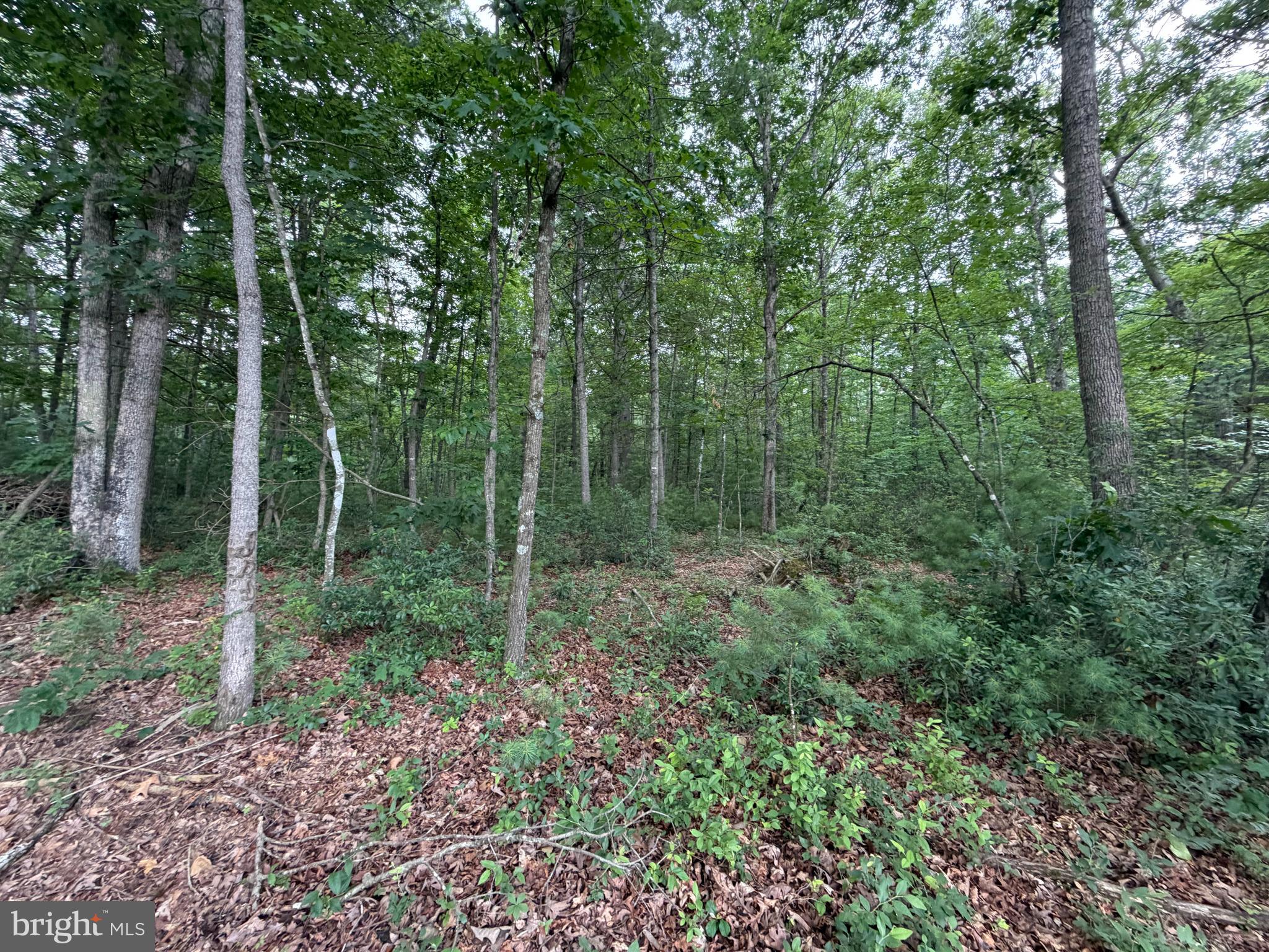Lot 8-2ac Lot 8-2ac Grizzly Road Mathias, WV 26812 - Photo 7 of 18