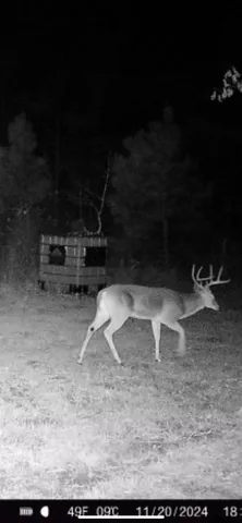 a view of backyard with green space