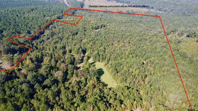 a close up of a plant