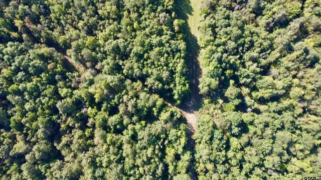 a view of a forest with a tree