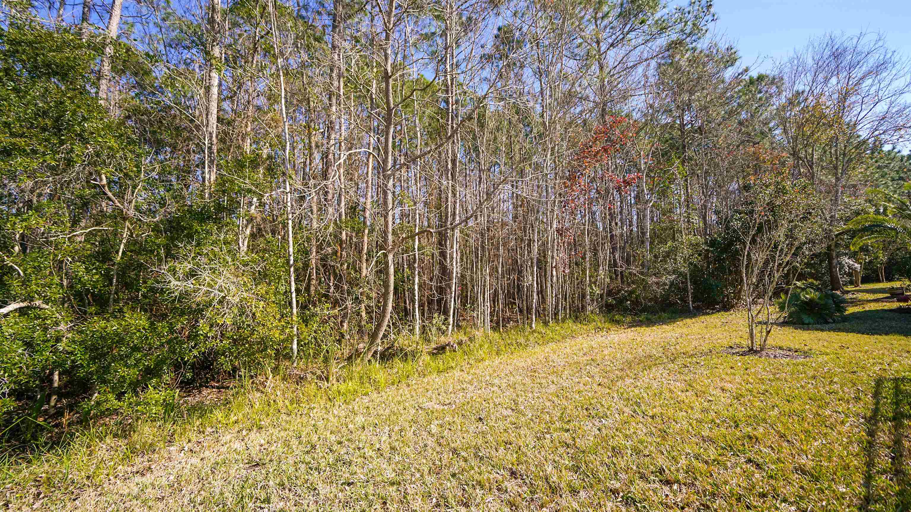 778 Copperhead Circle St. Augustine, FL 32092 - Photo 26 of 35 a view of yard with trees