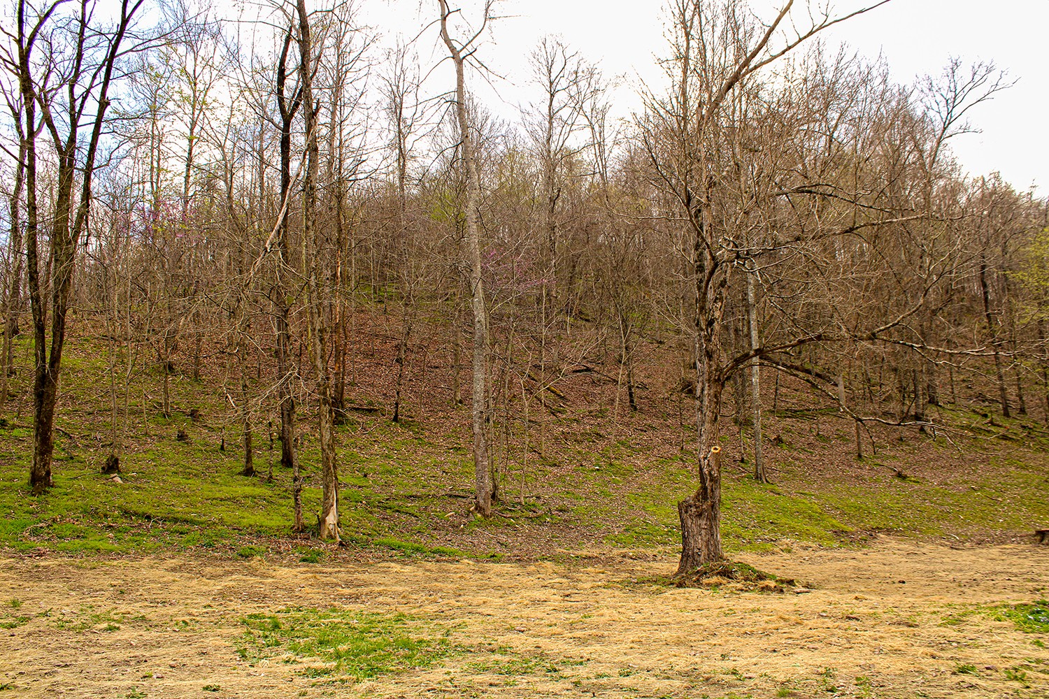 120 Windsor Road Centerville, TN 37033 - Photo 10 of 21 Gallery Image 10