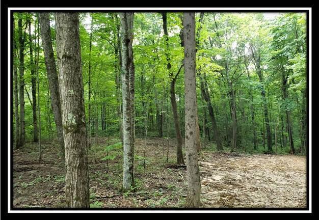 0 Pedigo Ridge Road, Unit TRACT 6) Nelsonville, OH 45764 - Photo 8 of 57 image008