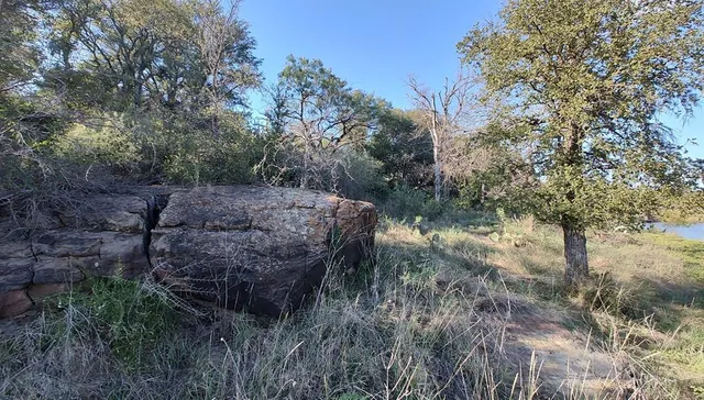 a view of a forest filled with trees