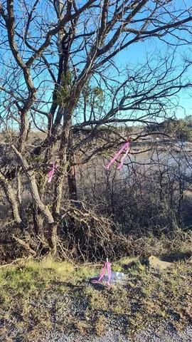 a view of a yard with a tree