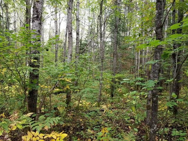 Lot27-28 Nathan Pass Mercer, WI 54547 - Photo 17 of 18 Gallery Image 17
