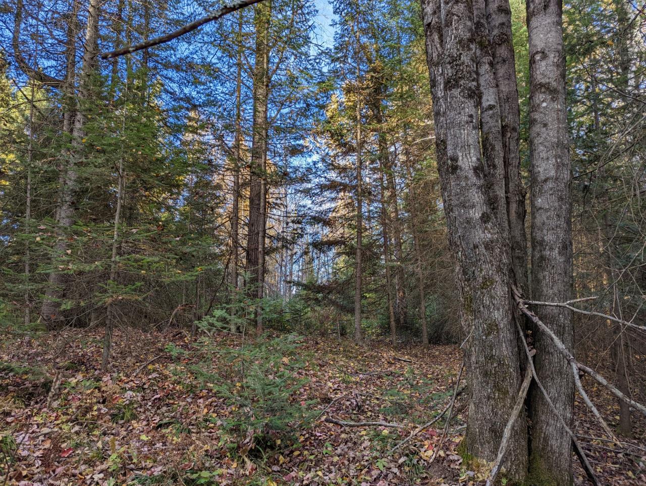 0 East Wilson Flowage Road Phillips, WI 54555 - Photo 27 of 39 Gallery Image 27