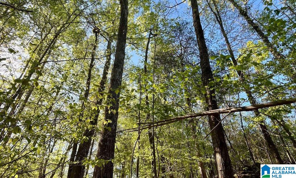 0 Landfill Road, Unit 1 Ashland, AL 36251 - Photo 8 of 15