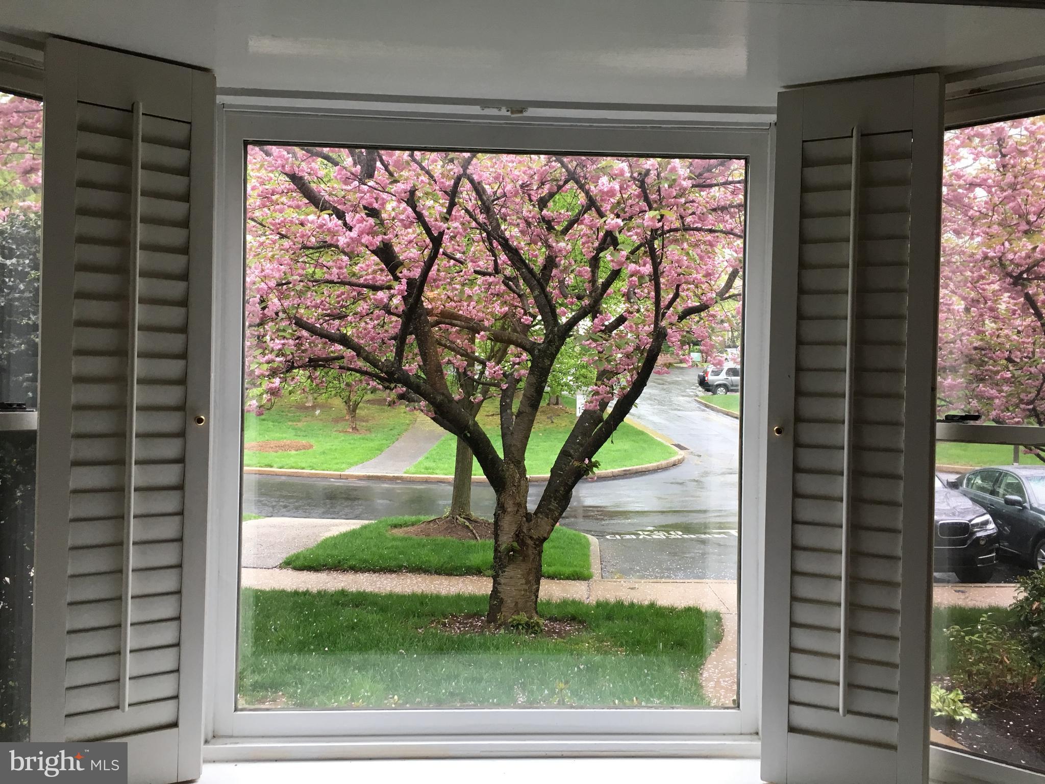 10 Elan Lane Chesterbrook, PA 19087 - Photo 4 of 5 Glorious springtime views of cherry blossoms