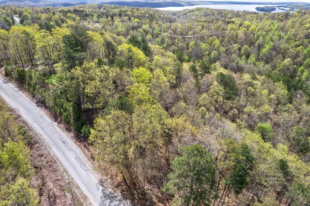 a view of a garden with plants