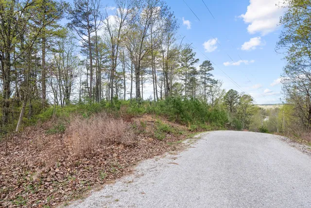 a view of a dry yard with trees
