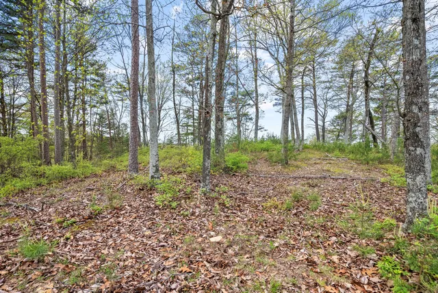 a view of a yard with lots of trees