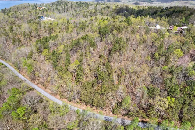 a view of a forest with a lake
