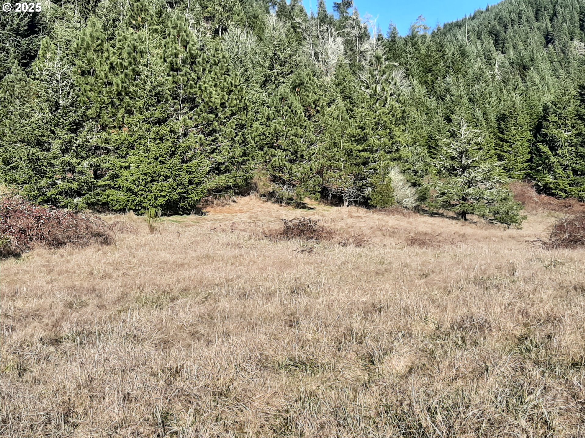 39933 Layng Creek Road Dorena, OR 97434 - Photo 11 of 11