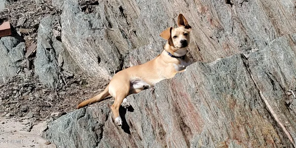 $819,000 | 1334 East Las Palmaritas Drive, Phoenix, AZ 85020