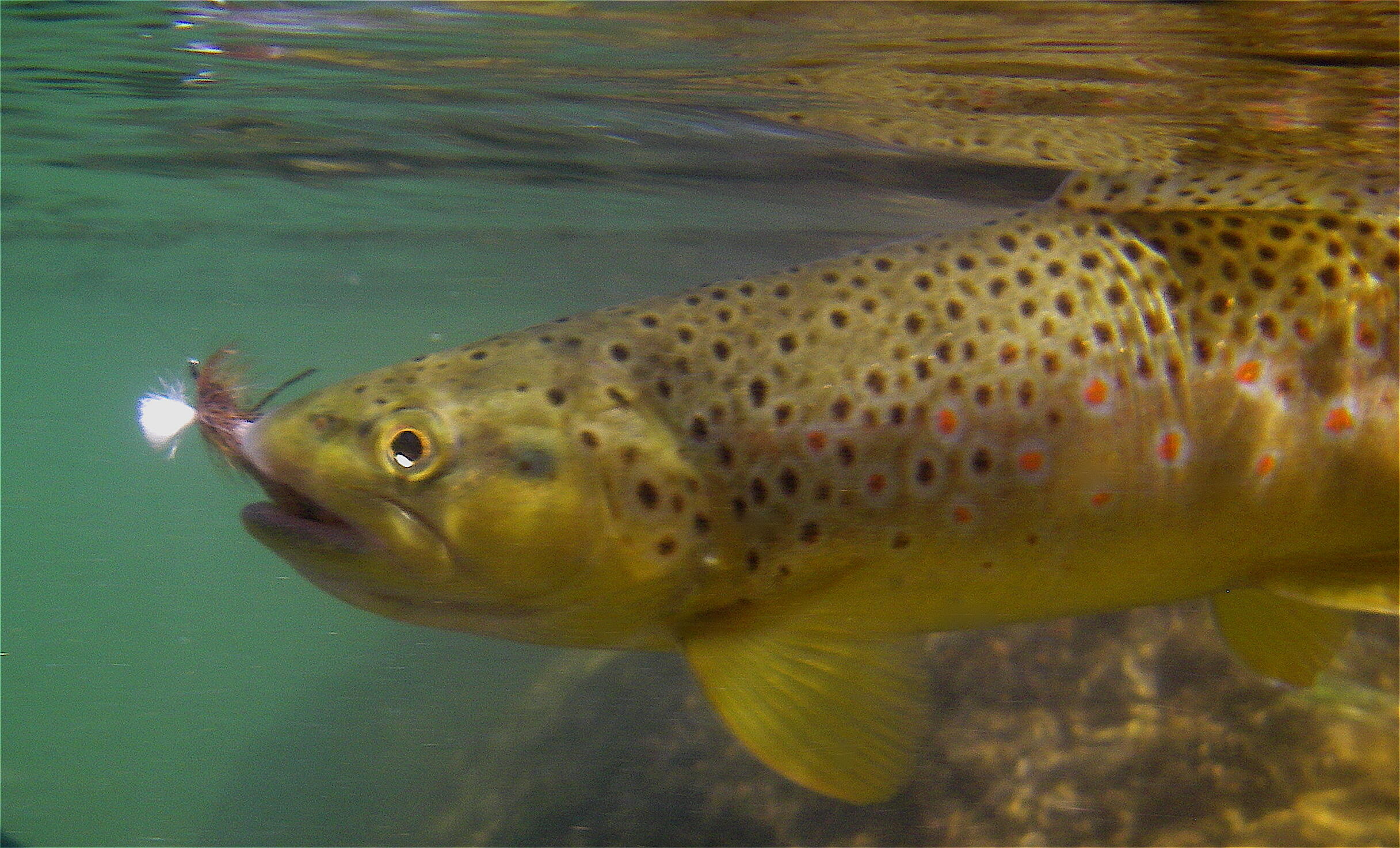 BrownTrout