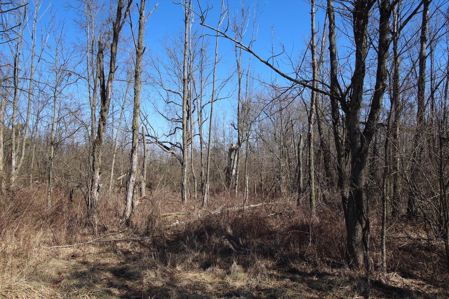 0 State Rte 521 Sunbury, OH 43074 - Photo 9 of 28