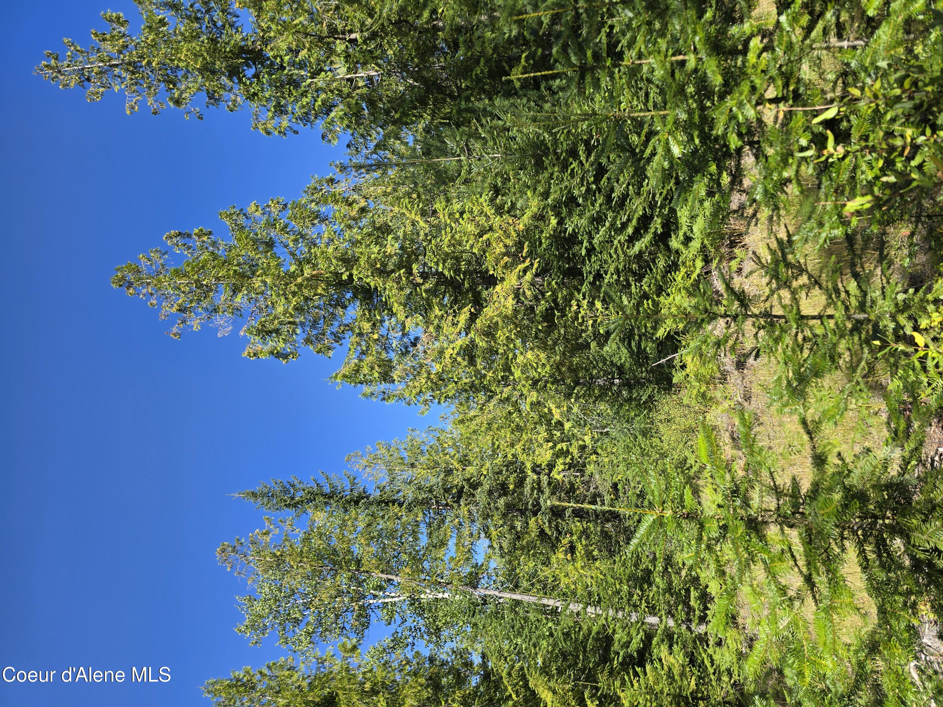 5 Acres Sandpoint, ID 83864 - Photo 11 of 36 11