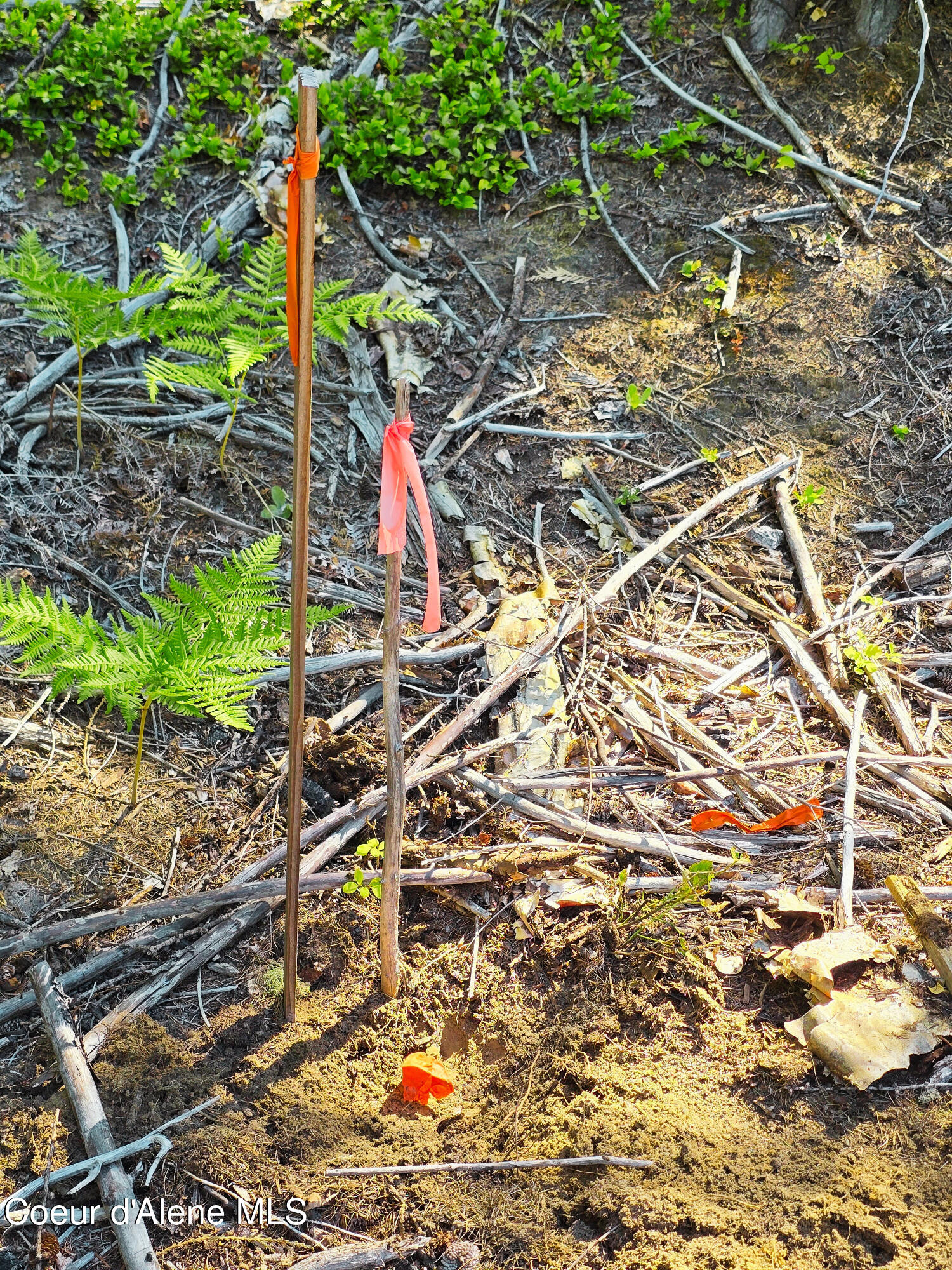 5 Acres Sandpoint, ID 83864 - Photo 4 of 36 04