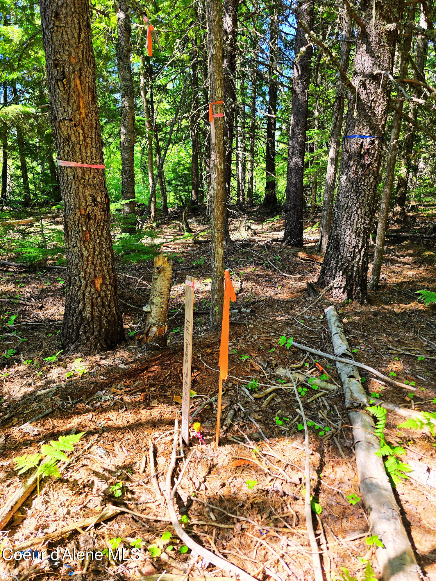 5 Acres Sandpoint, ID 83864 - Photo 6 of 36 06