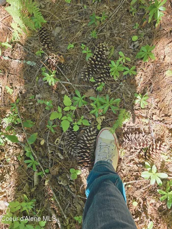 $189,000 | 5 Acres, Sandpoint, ID 83864