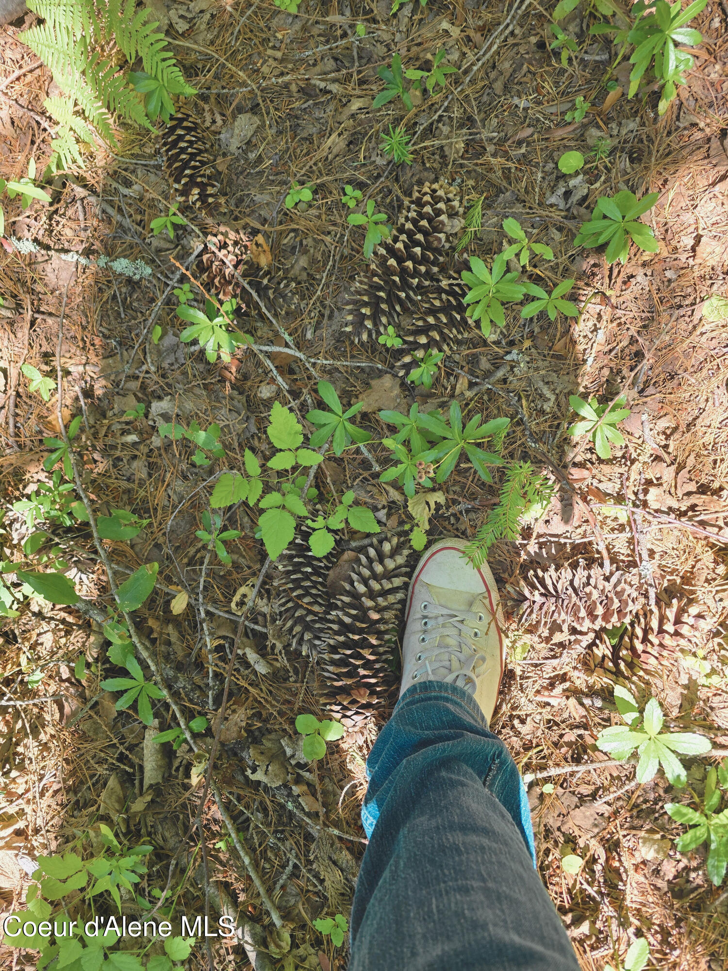 5 Acres Sandpoint, ID 83864 - Photo 8 of 36 08