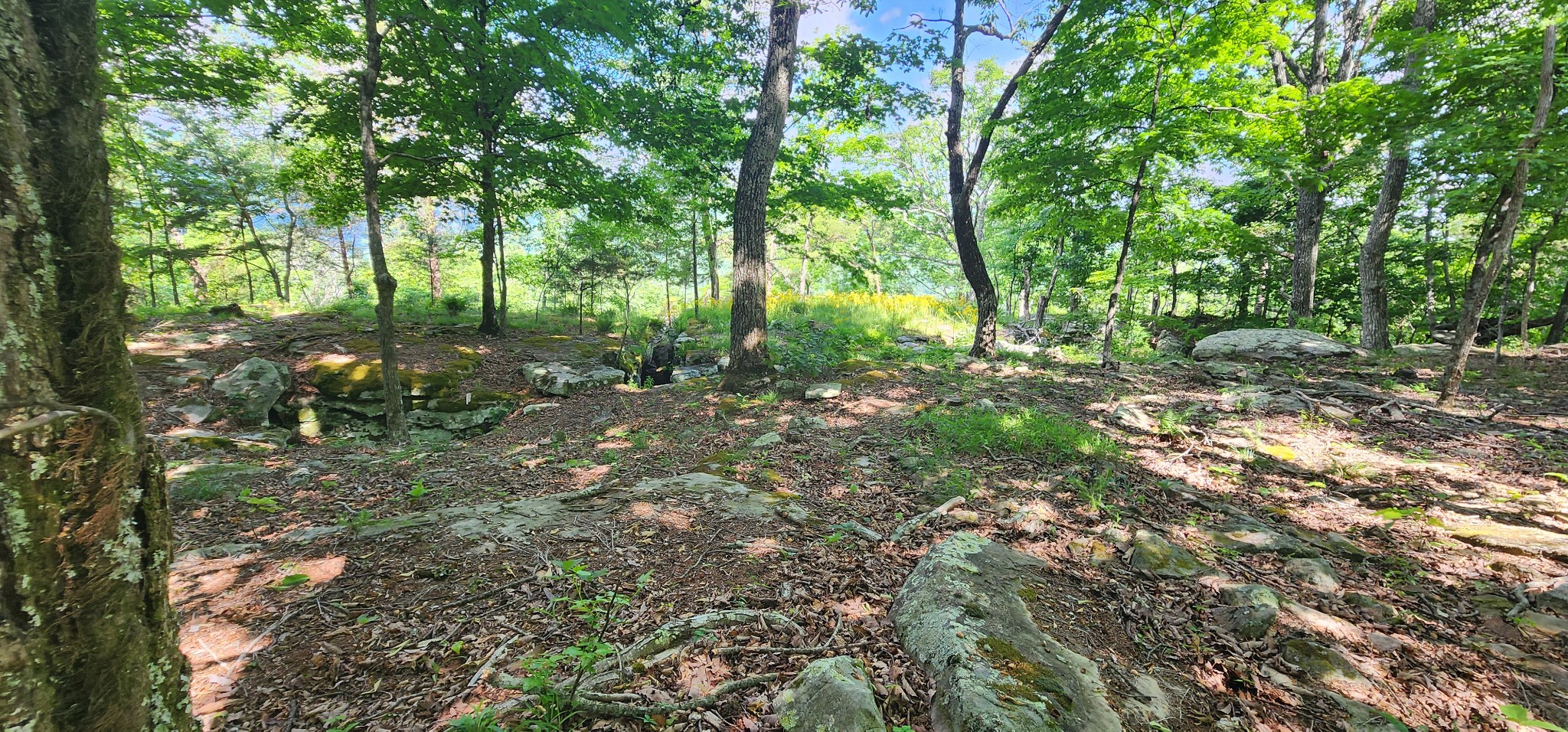 0 Roth Point Road Altamont, TN 37301 - Photo 45 of 49 a backyard of a house with lots of green space